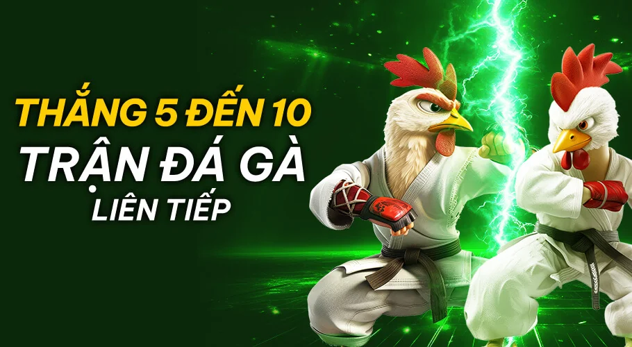 Thắng 5 đến 10 trận đá gà liên tiếp nhận thưởng